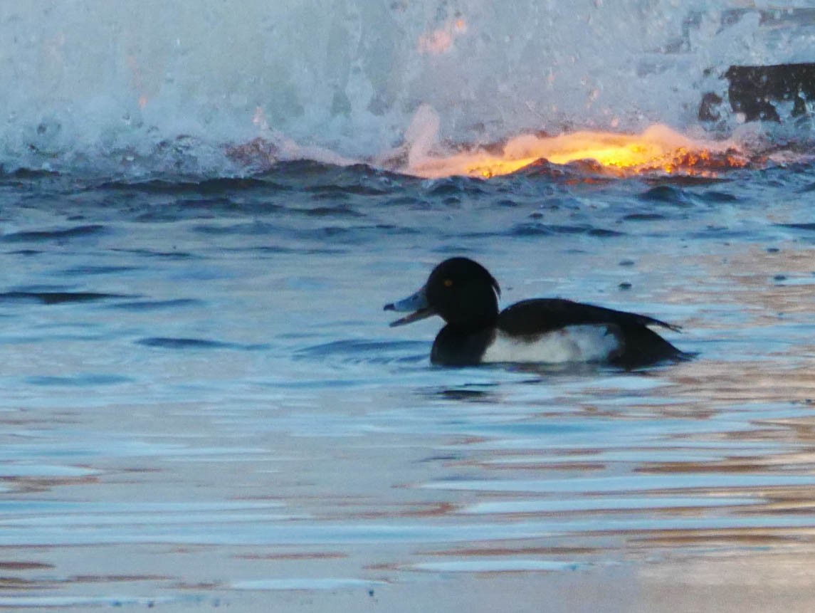 Tufted Duck - ML202761601