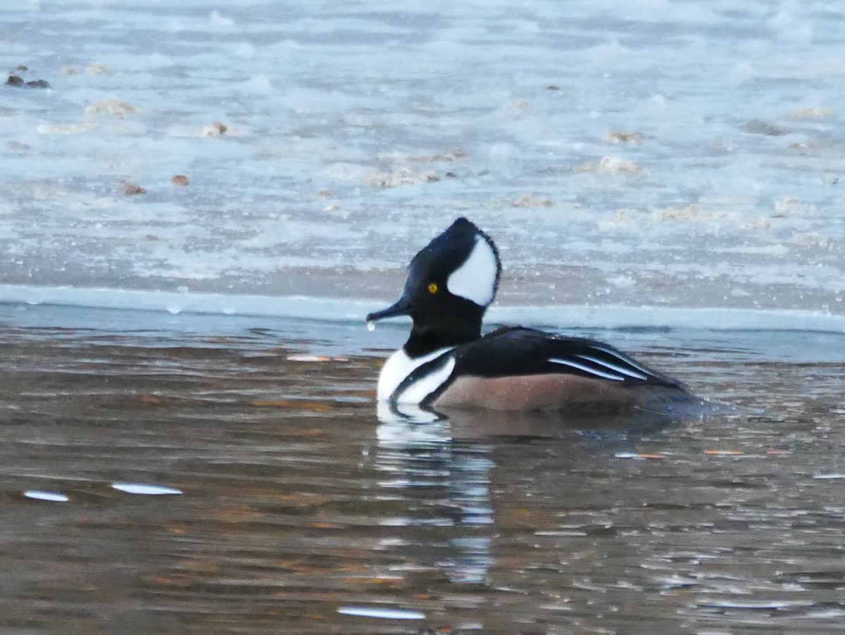 Hooded Merganser - ML202761961