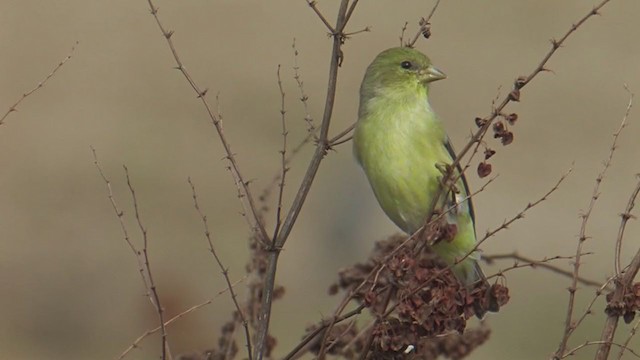 American Goldfinch - ML202763041