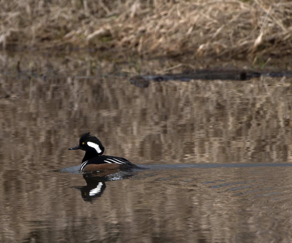 Hooded Merganser - Ken Pitts