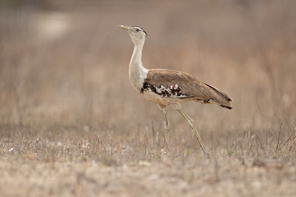 Australian Bustard - ML202763421