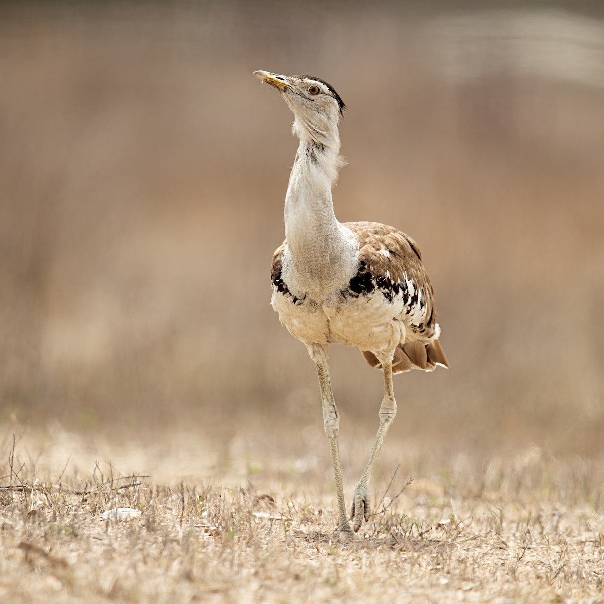 Australian Bustard - ML202763441