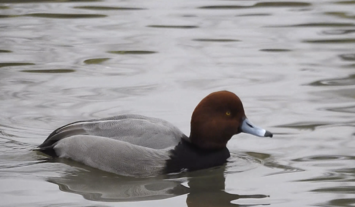 Common Pochard - ML202764771