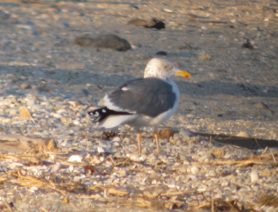 Herring x Lesser Black-backed Gull (hybrid) - ML202765261