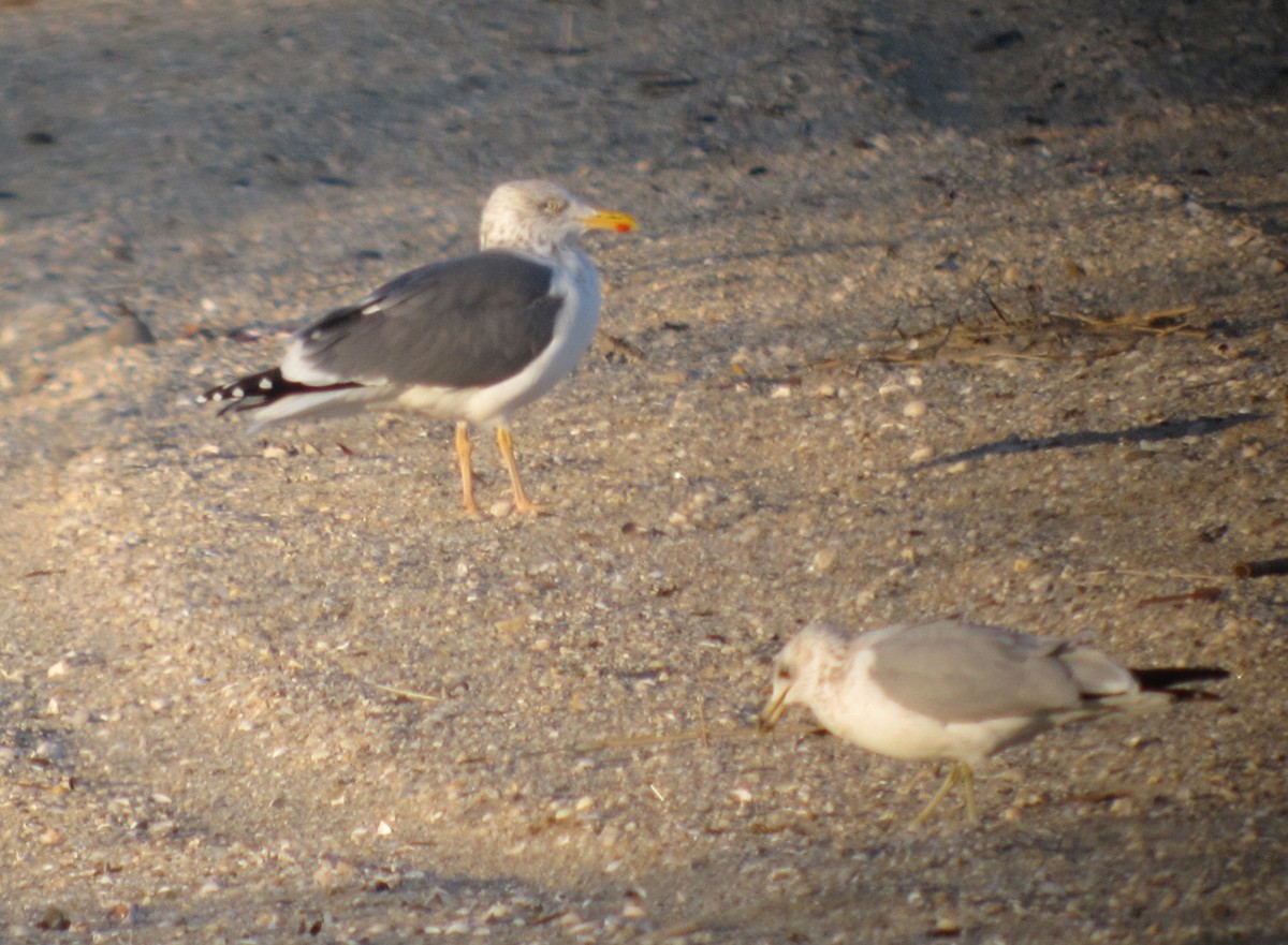 Herring x Lesser Black-backed Gull (hybrid) - ML202765291