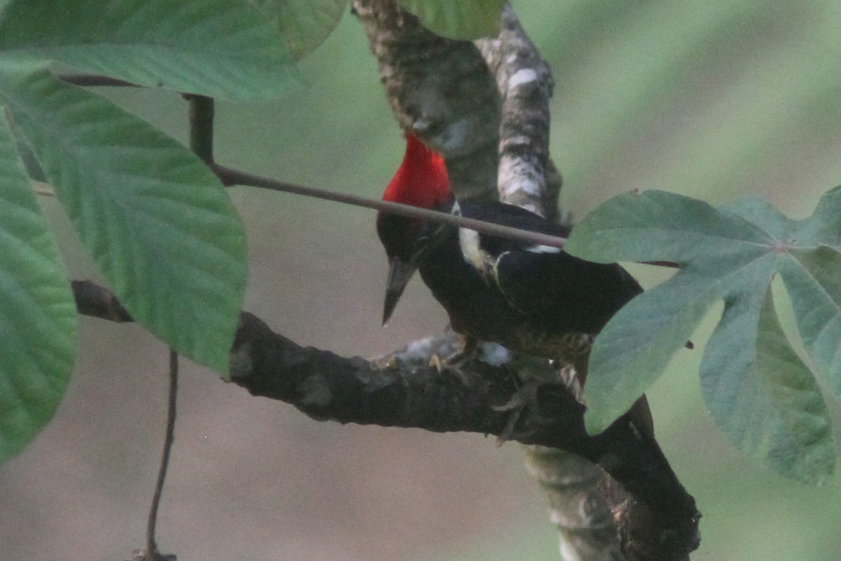 Lineated Woodpecker - ML202765711