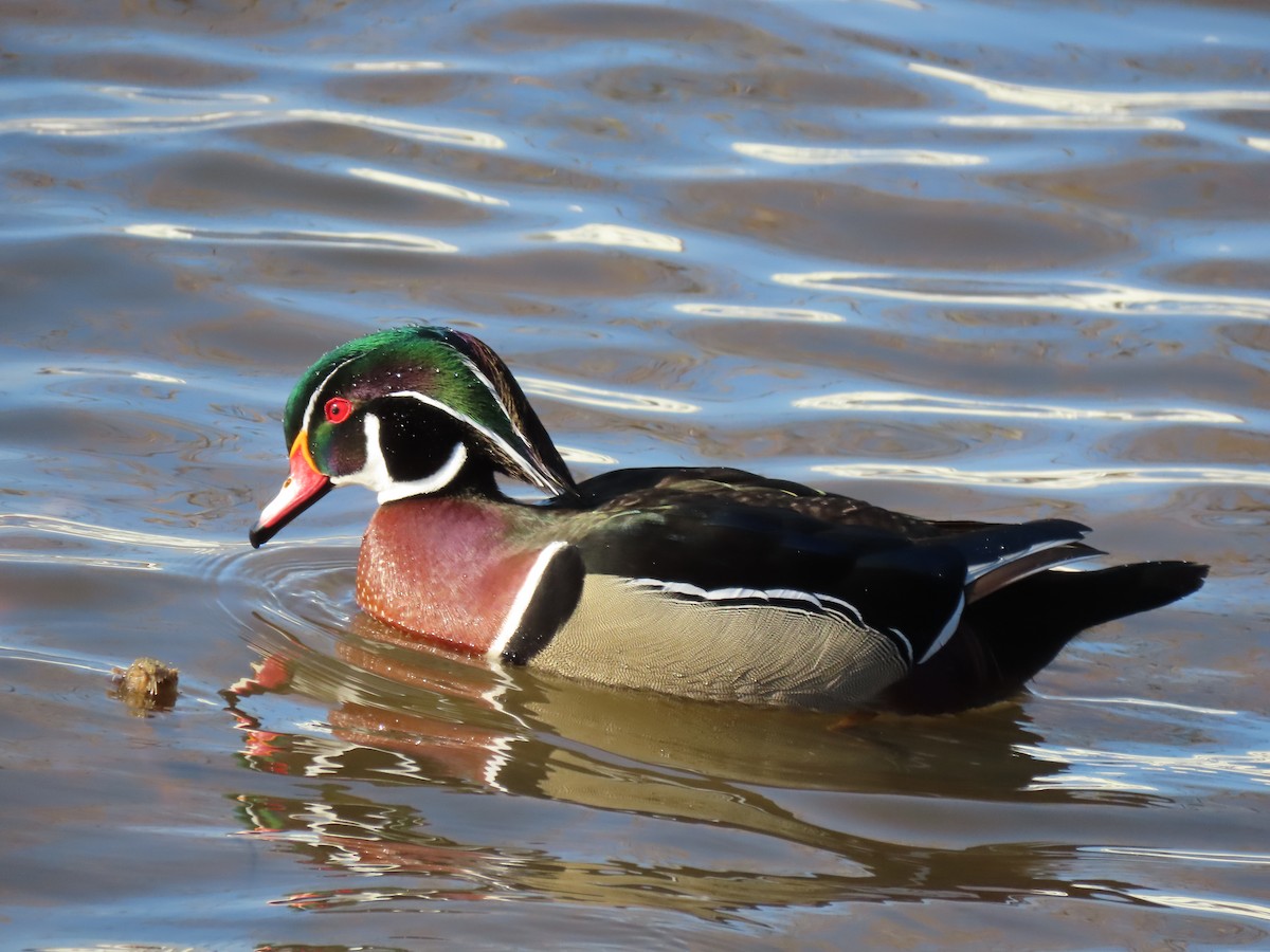 Wood Duck - ML202766421