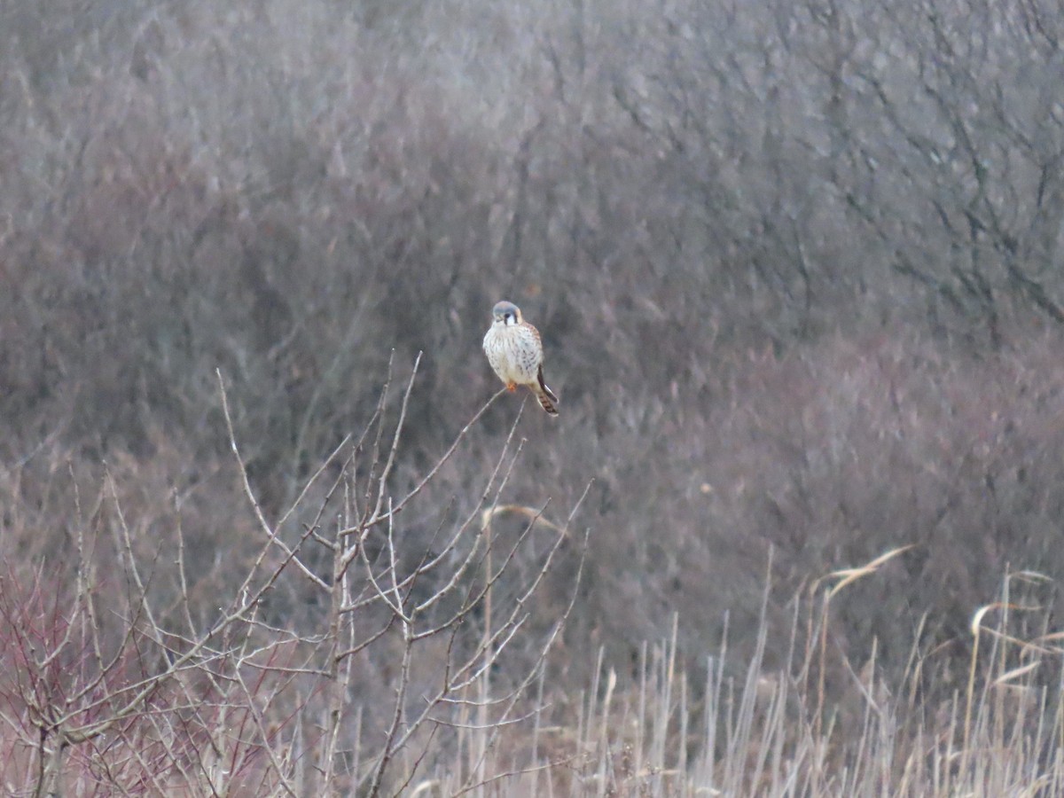 American Kestrel - ML202767561