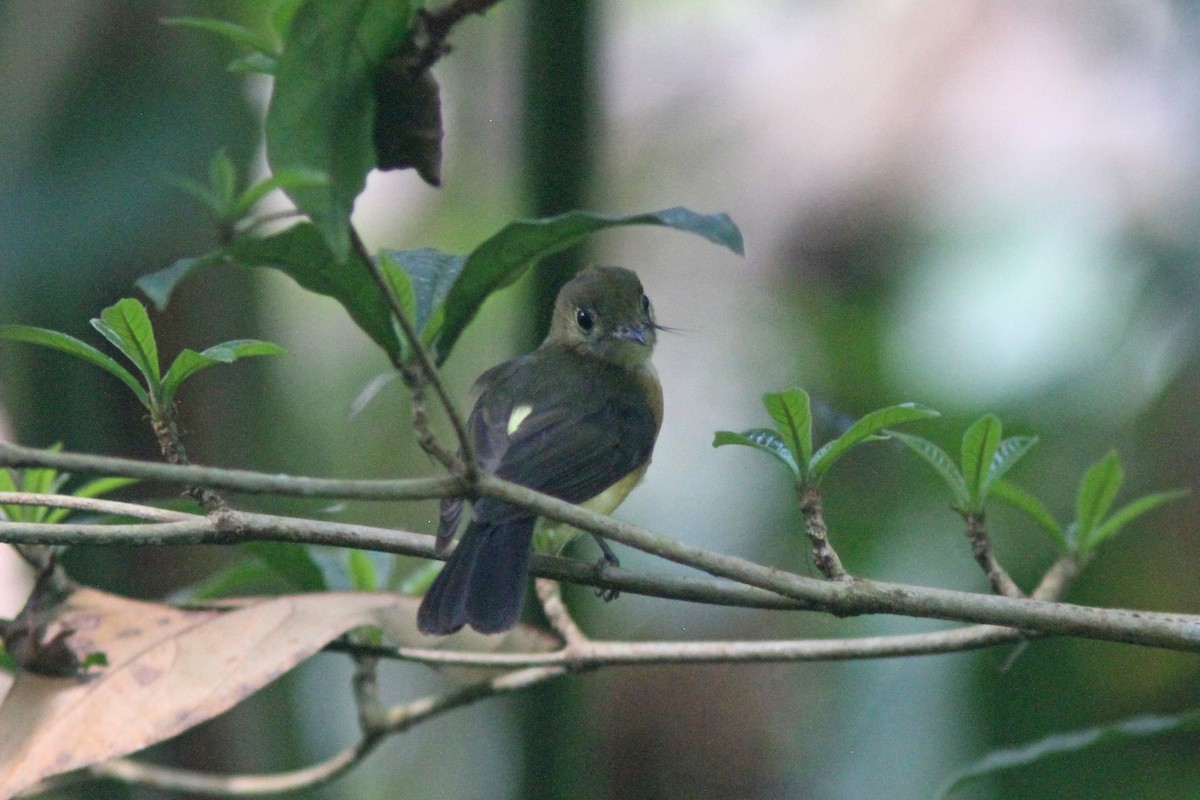 Sulphur-rumped Flycatcher - ML202767681