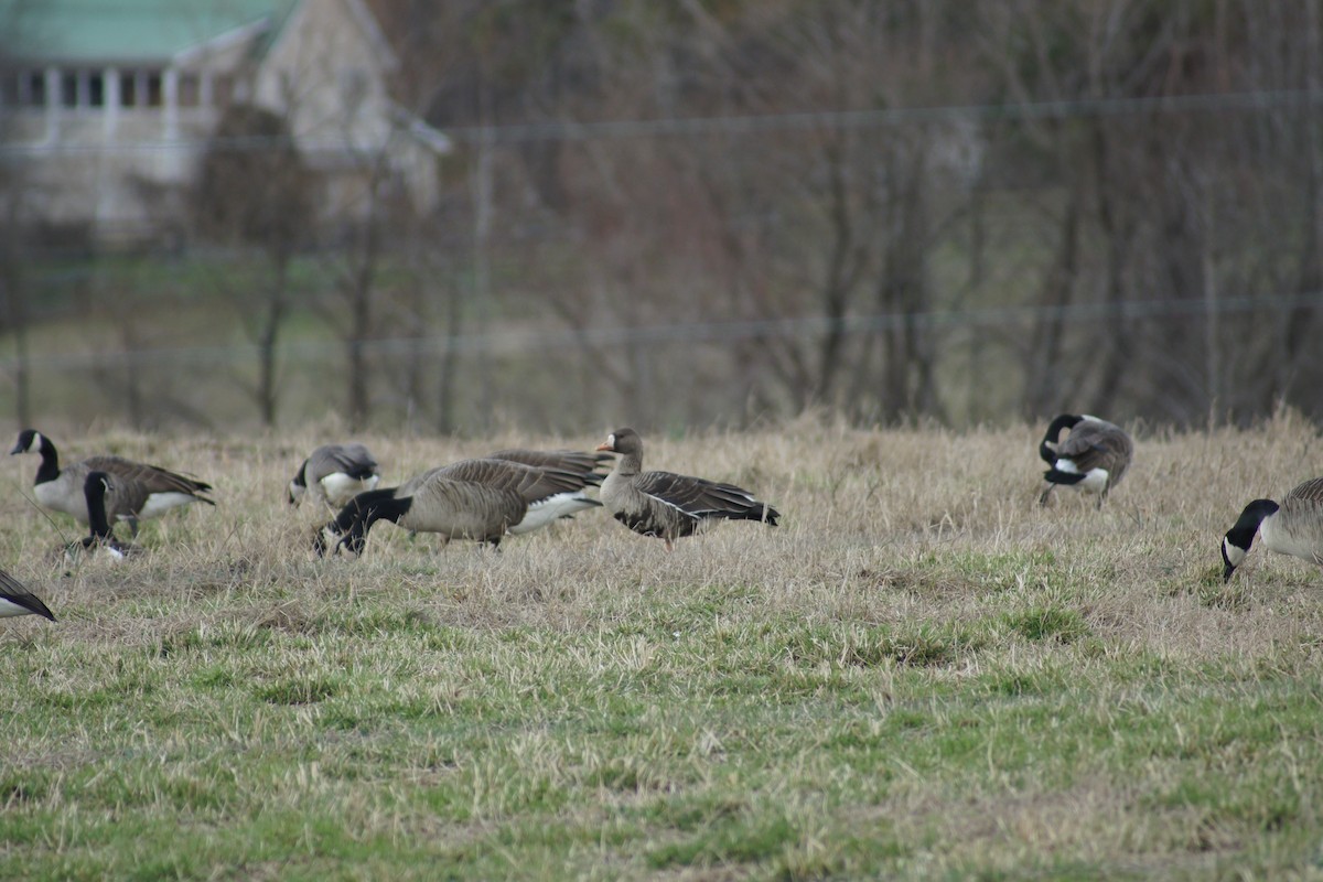 Greater White-fronted Goose - David Brooks