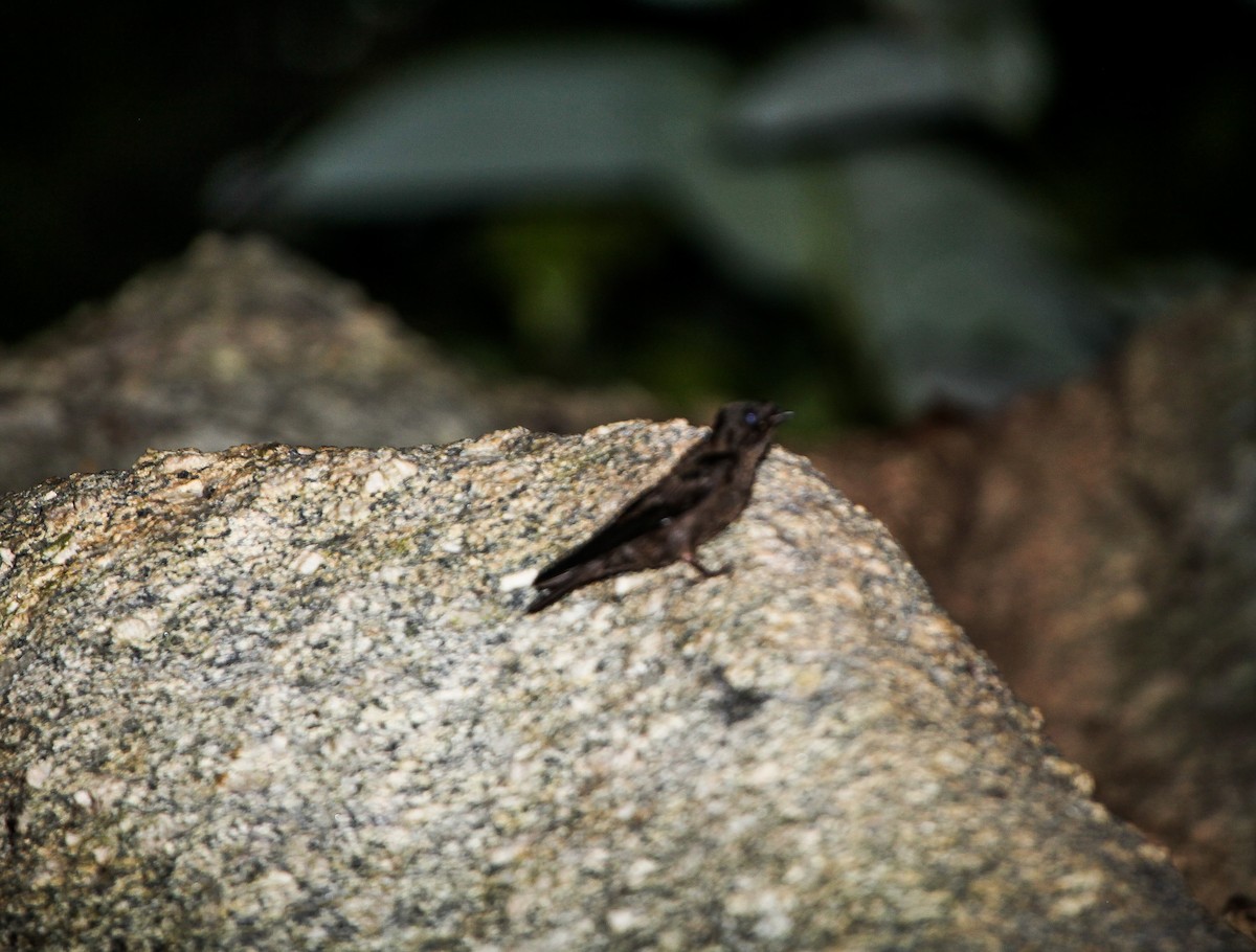 Forest Swallow - ML202769721