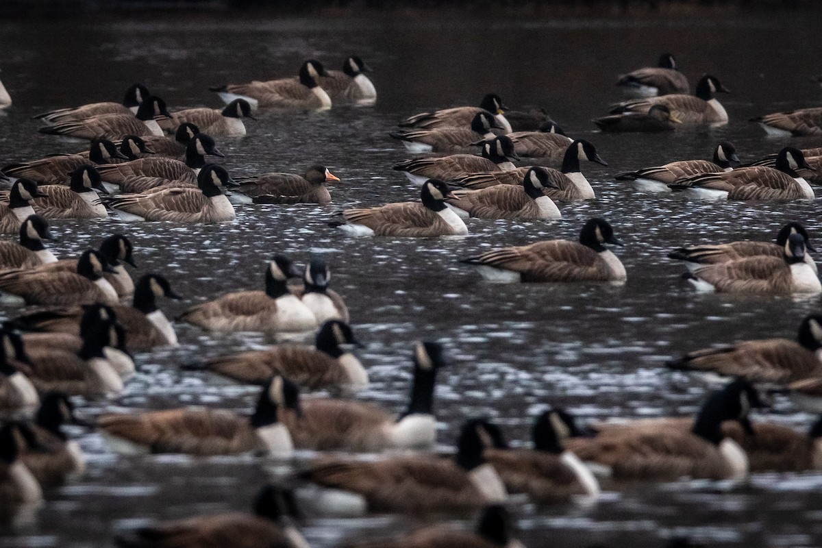 Greater White-fronted Goose - ML202769961