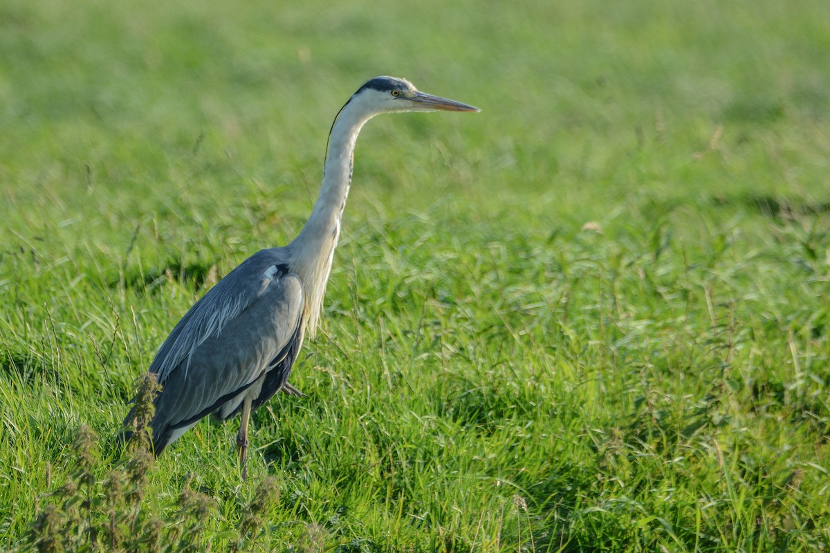 Graureiher - ML202770641