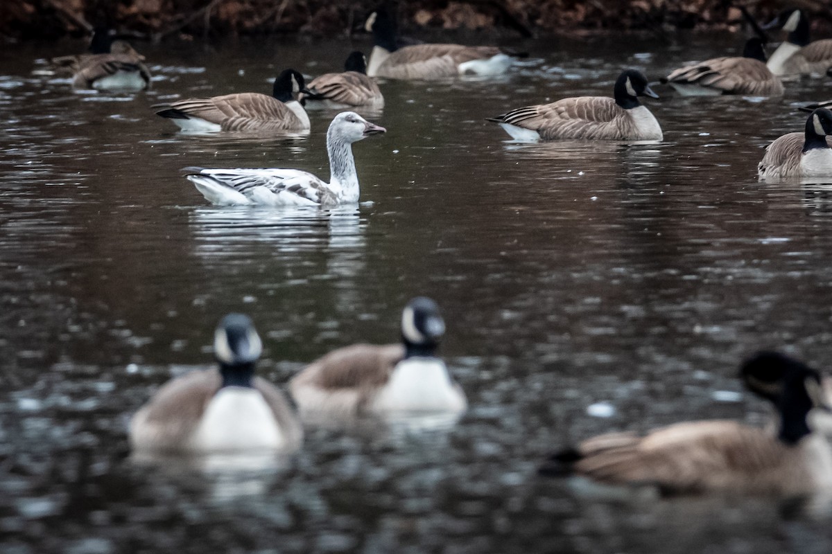 Snow Goose - ML202770671