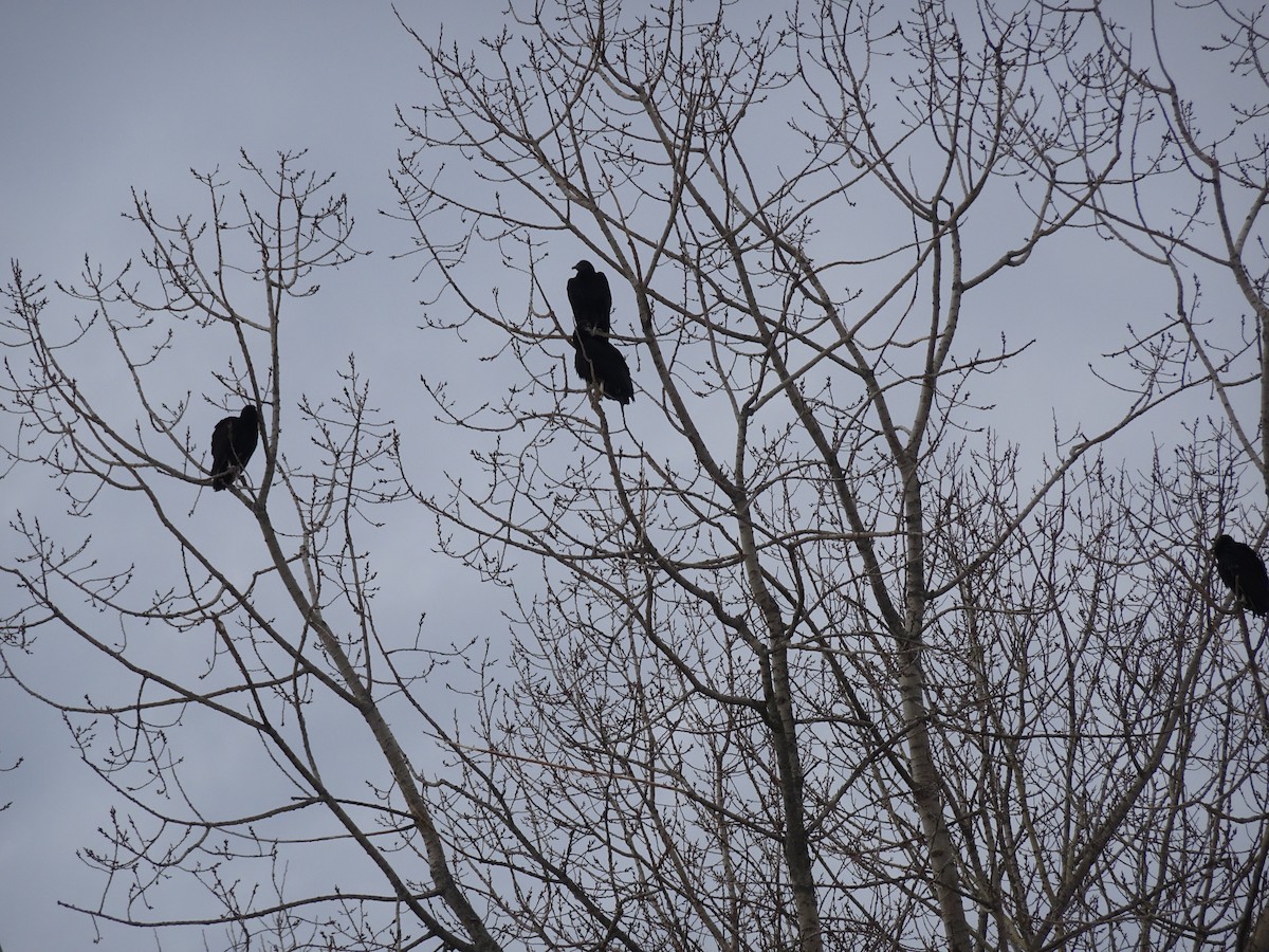 Black Vulture - ML202771691