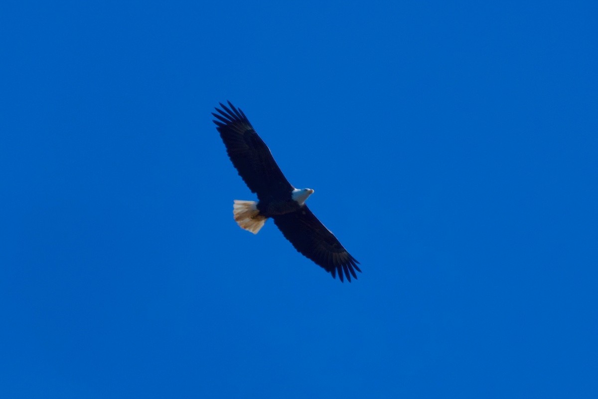 Bald Eagle - ML202771771