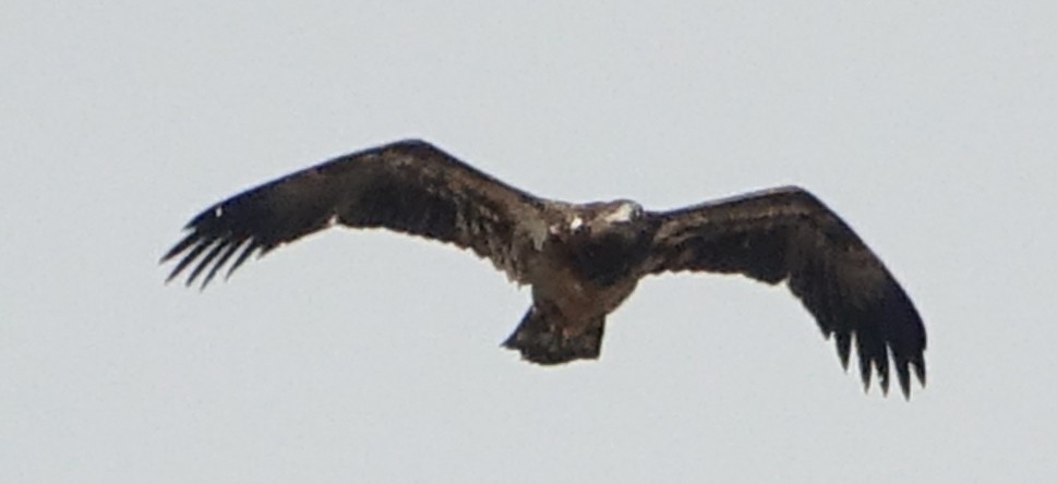 Golden Eagle - ML202771881