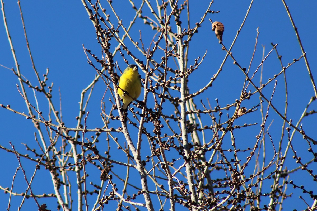 Lesser Goldfinch - ML202772211