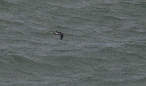 Leach's Storm-Petrel - ML20277301