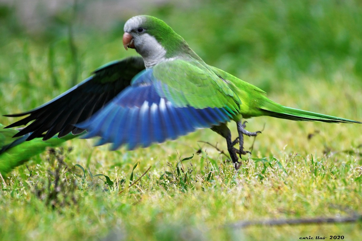 Monk Parakeet - ML202773091