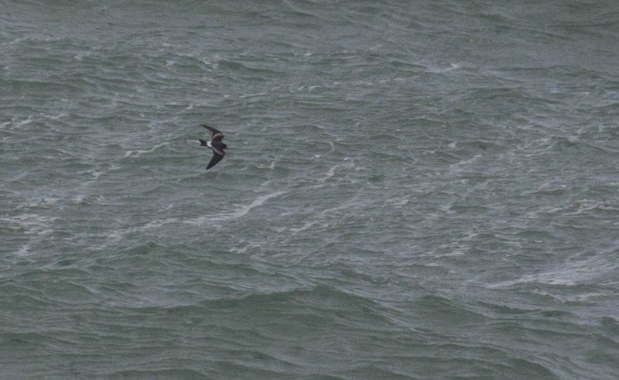 Leach's Storm-Petrel - ML20277321