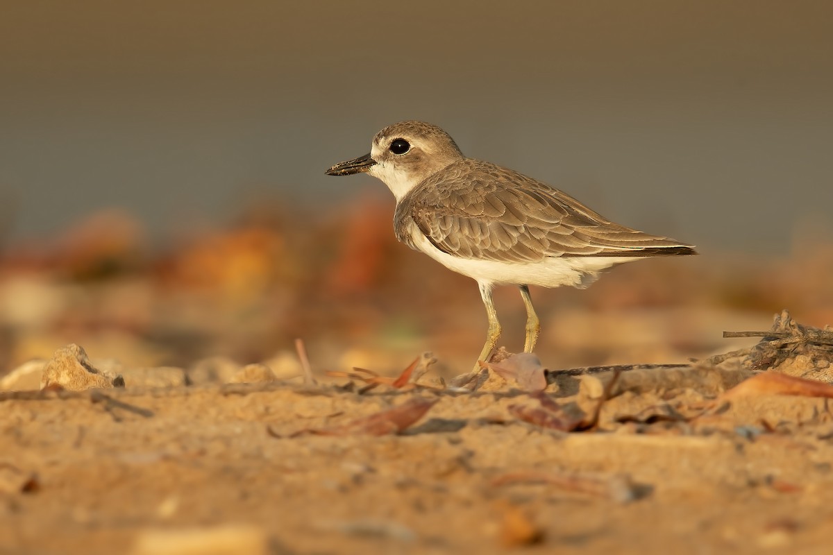 Greater Sand-Plover - JJ Harrison