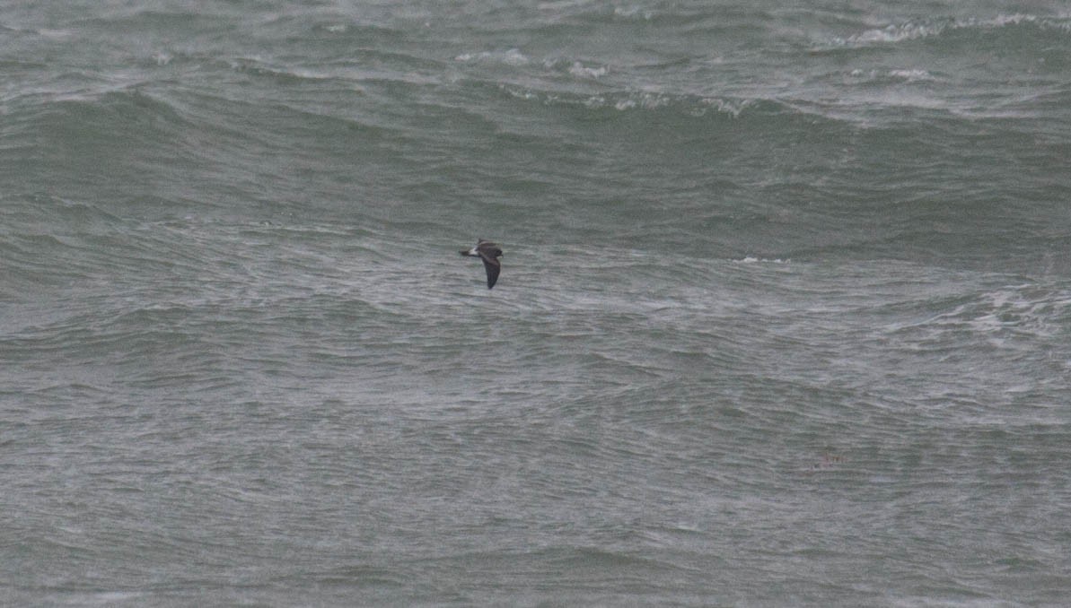 Leach's Storm-Petrel - ML20277461