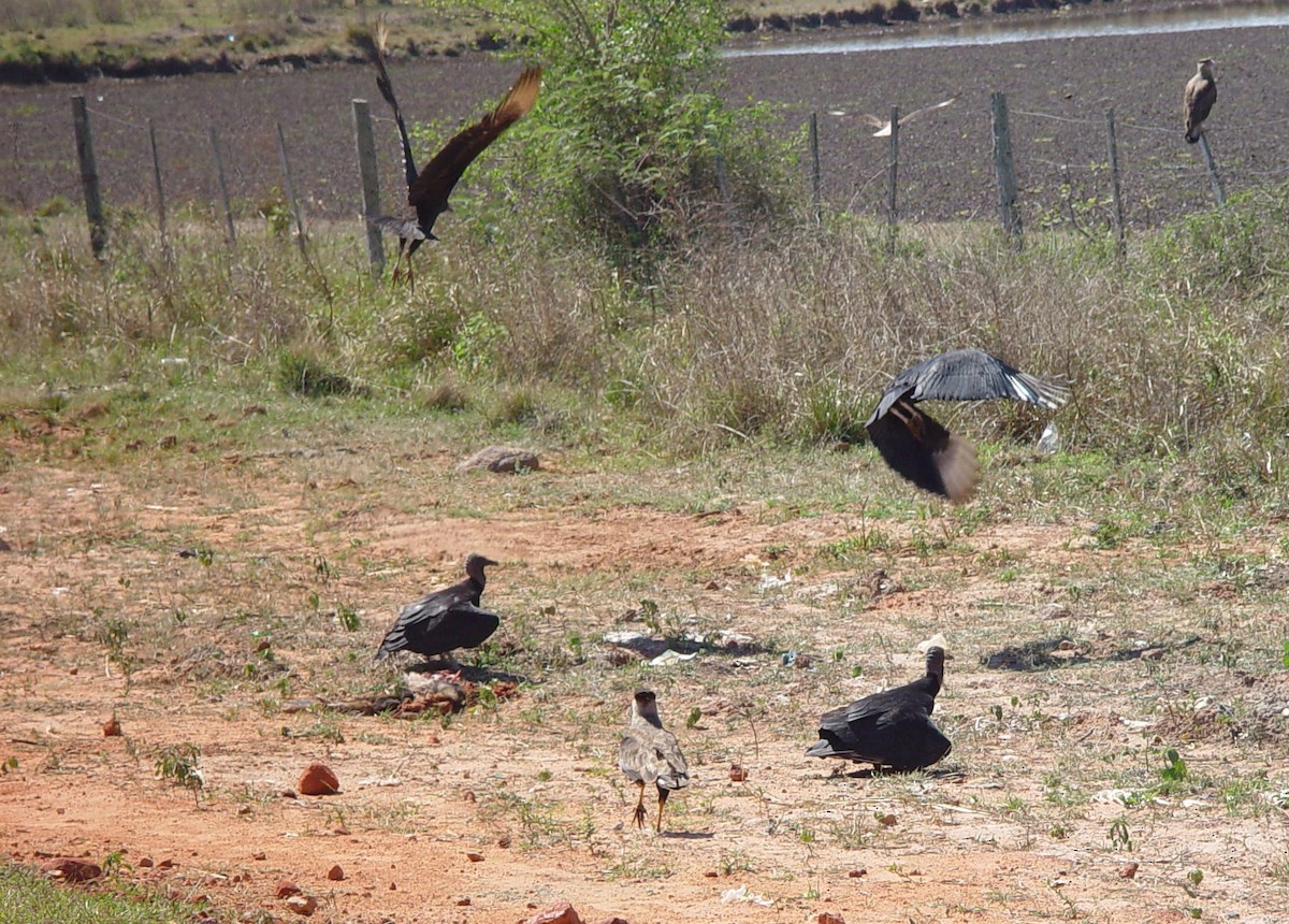 Crested Caracara (Southern) - Paul Salaman