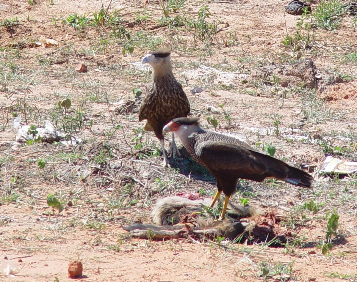 Caracara Carancho (sureño) - ML202775551