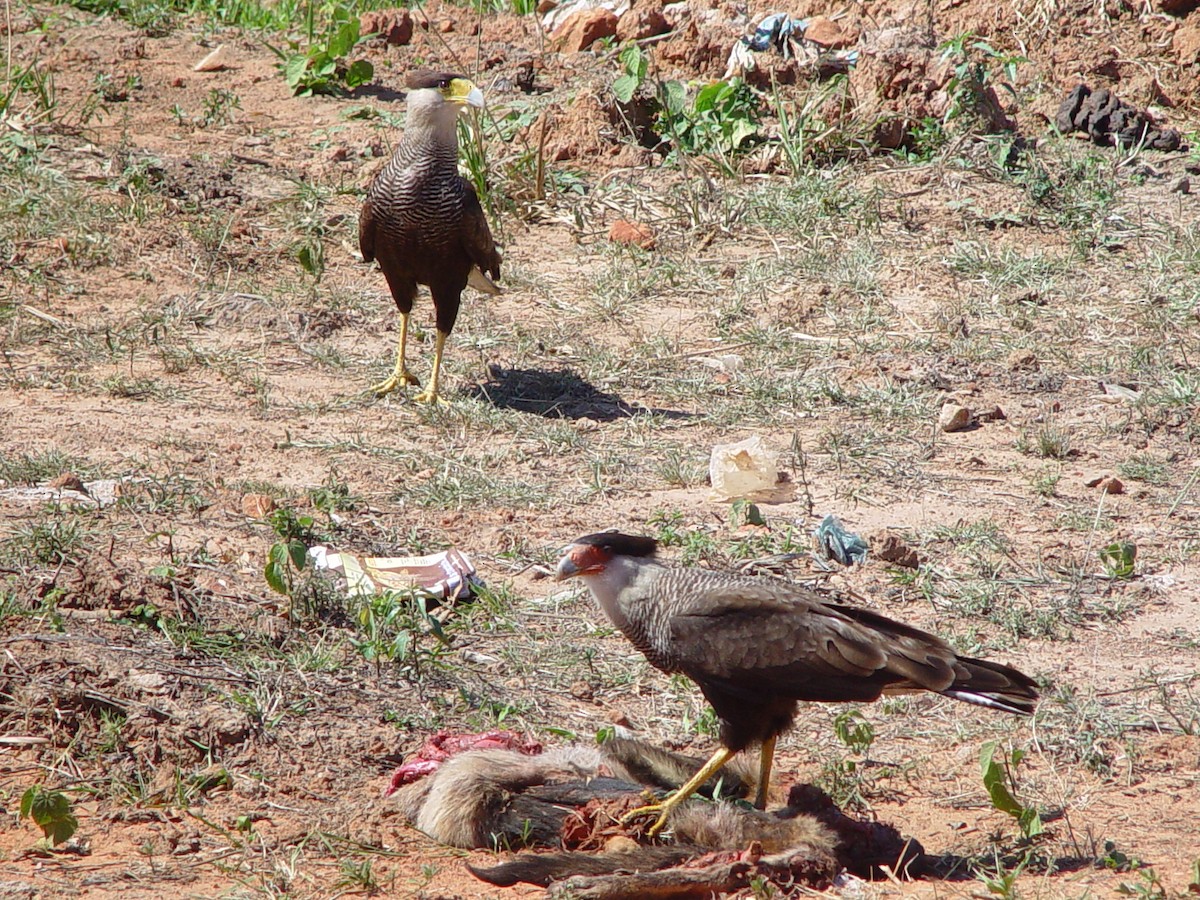 Crested Caracara (Southern) - Paul Salaman