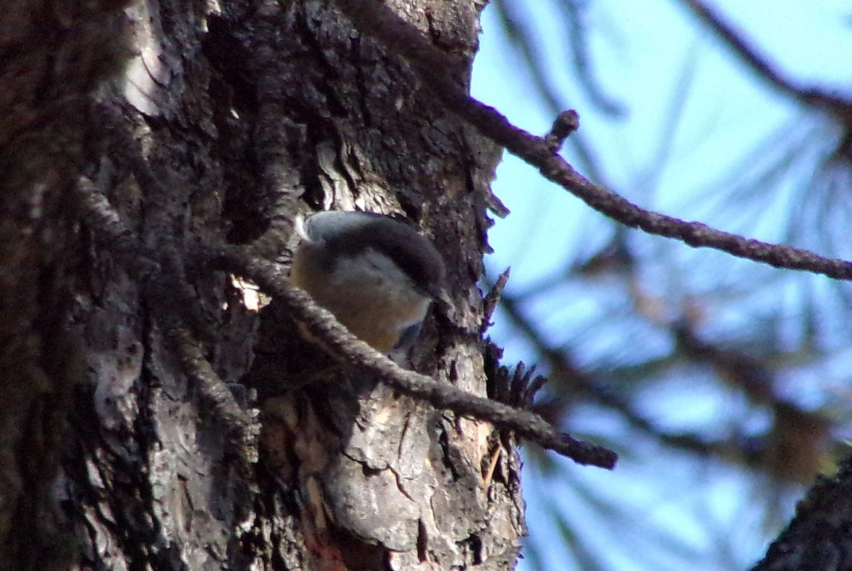 Pygmy Nuthatch - ML202776261
