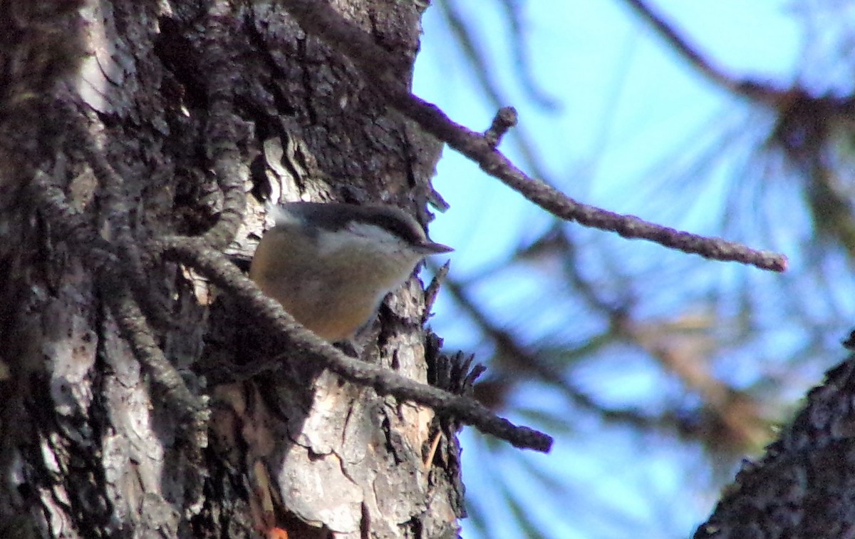 Pygmy Nuthatch - ML202776281