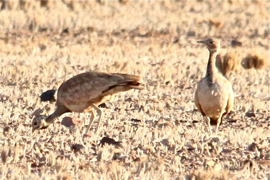 Rüppell's Bustard - Dale Provost