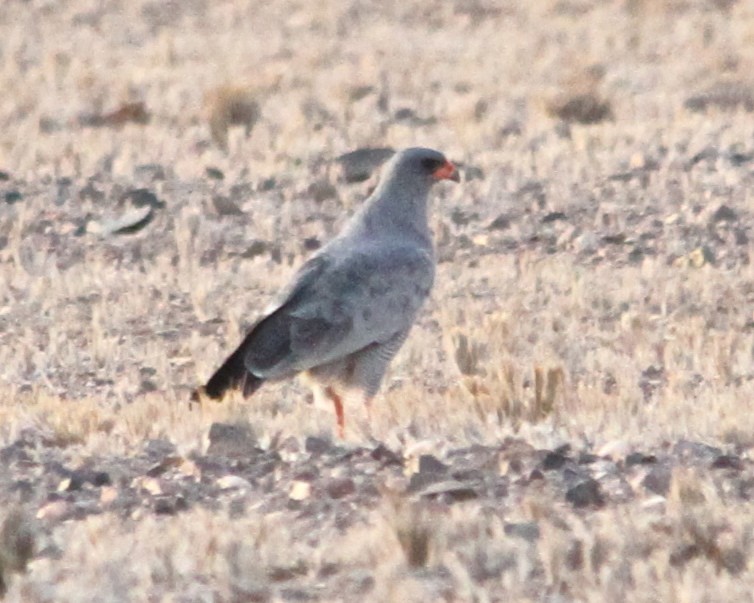 Pale Chanting-Goshawk - ML20277681