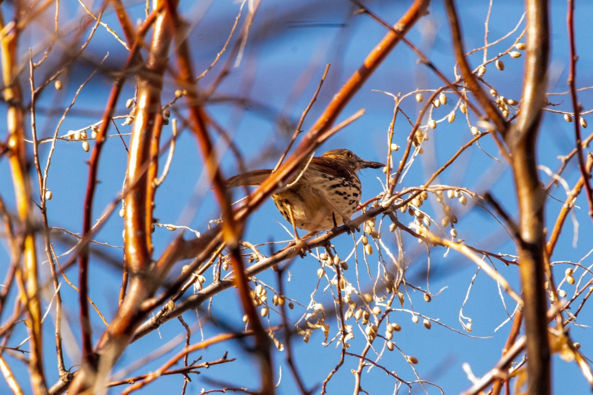 Brown/Long-billed Thrasher - ML202776921