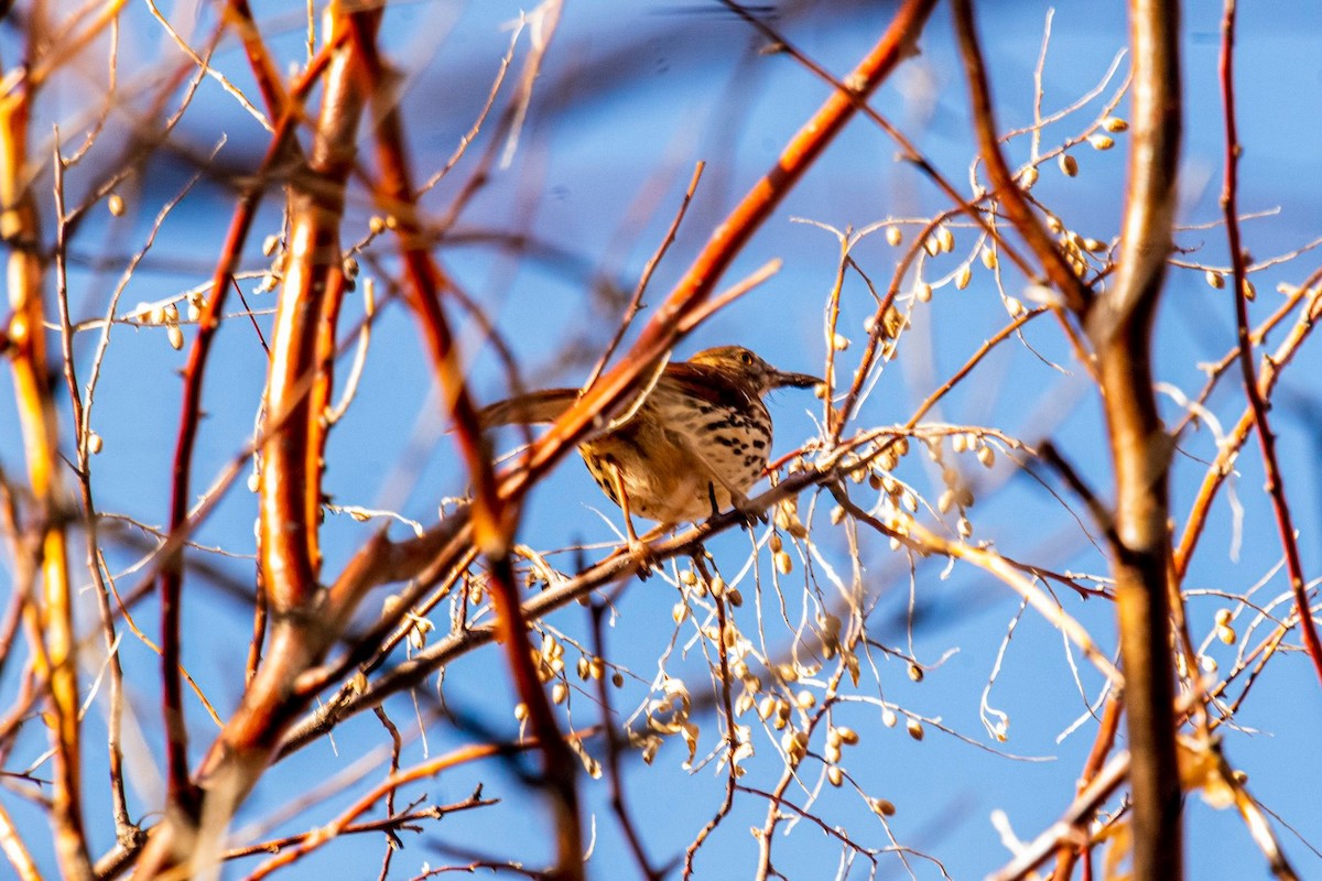 Brown/Long-billed Thrasher - Phillip and Patsy Hicks