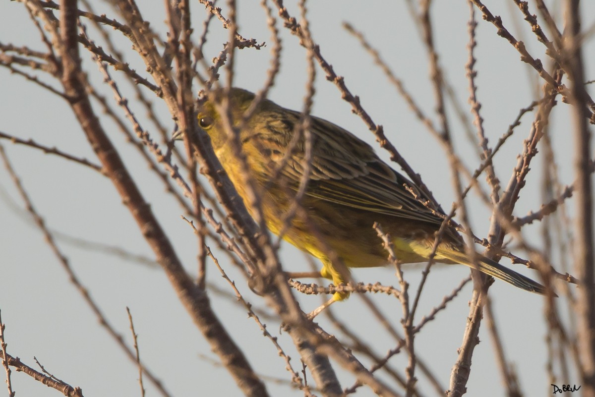 Yellowhammer - ML202778771
