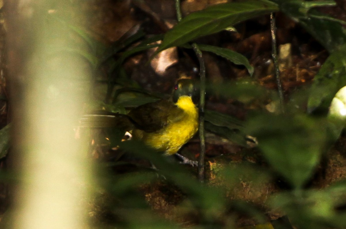 Lesser Bristlebill - ML202780701