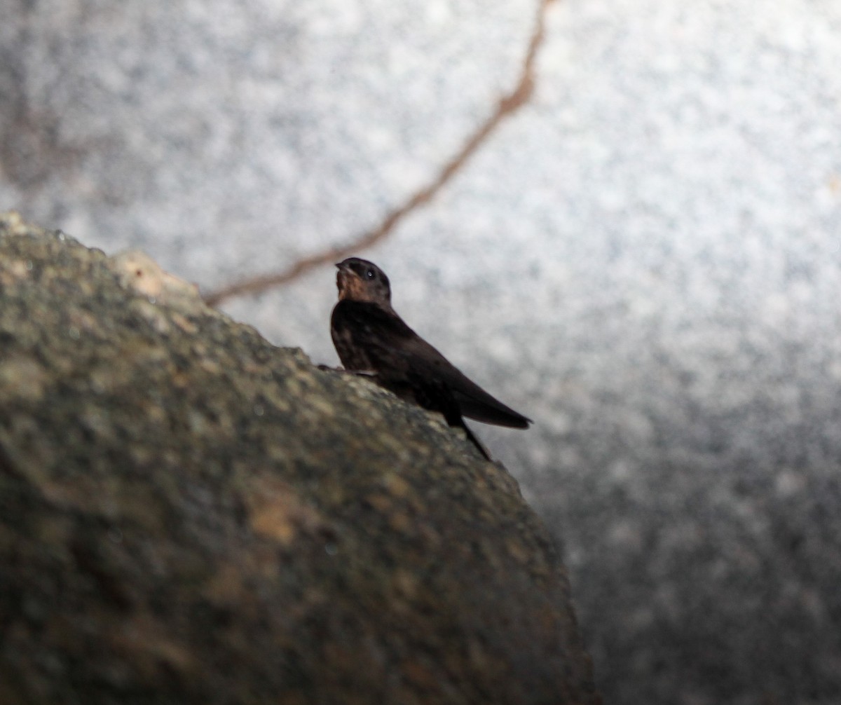 Forest Swallow - ML202780891