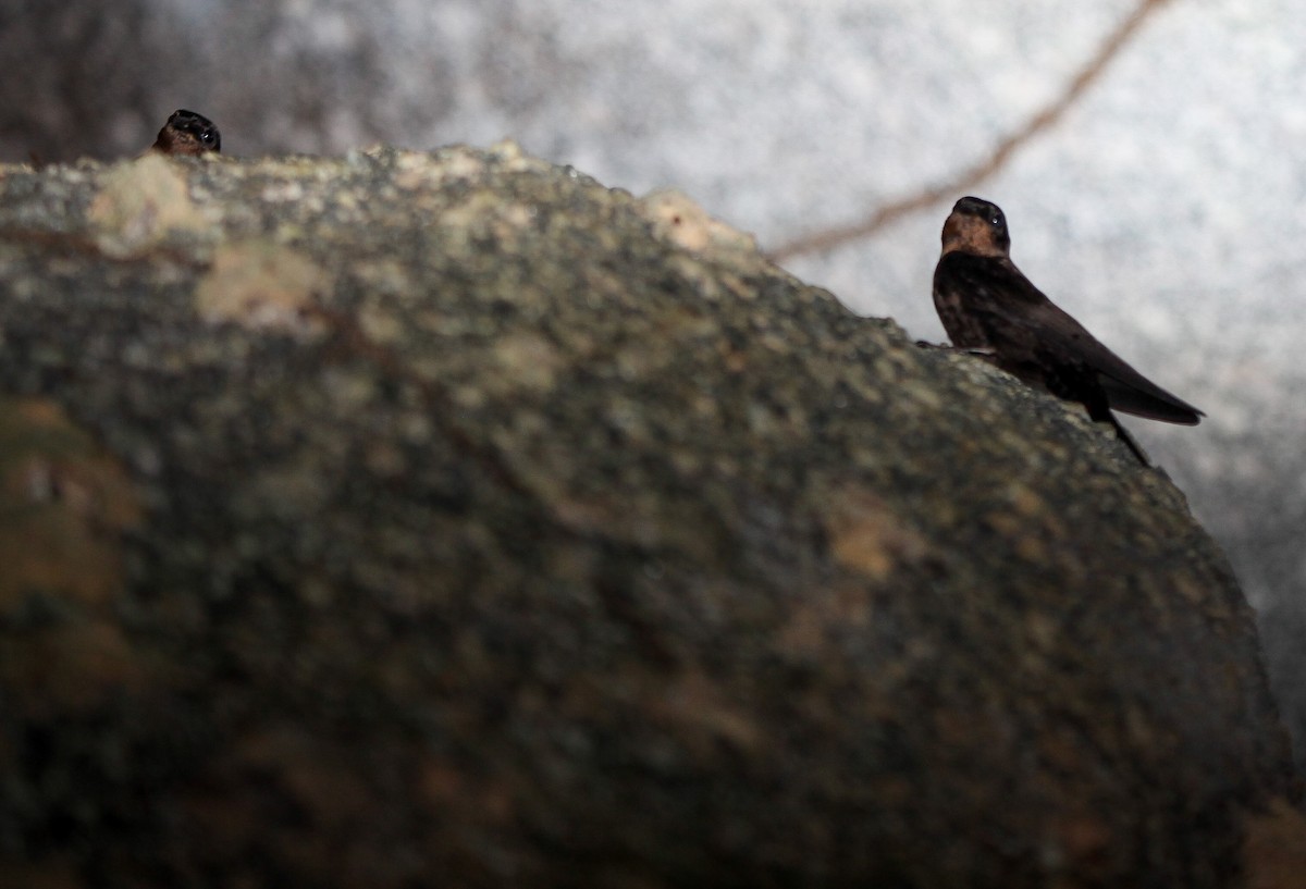 Forest Swallow - ML202780931