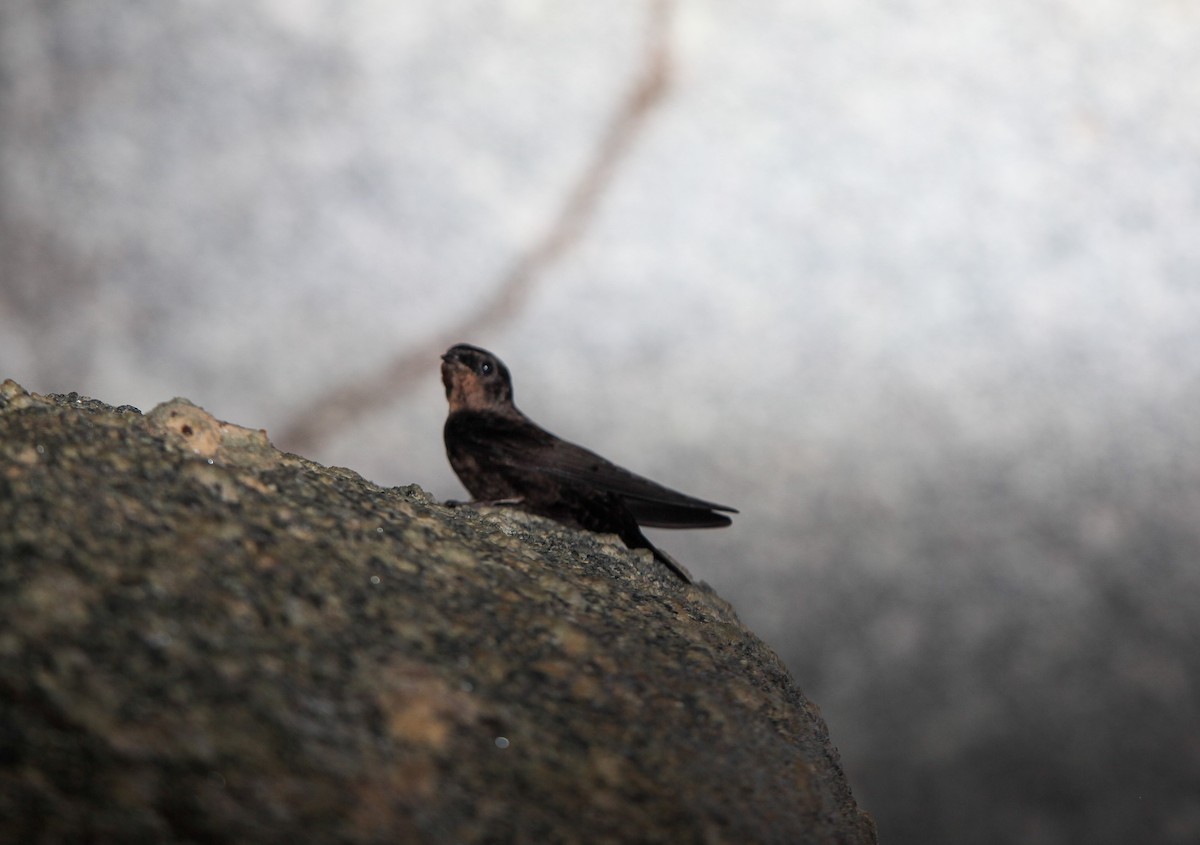 Forest Swallow - ML202781011