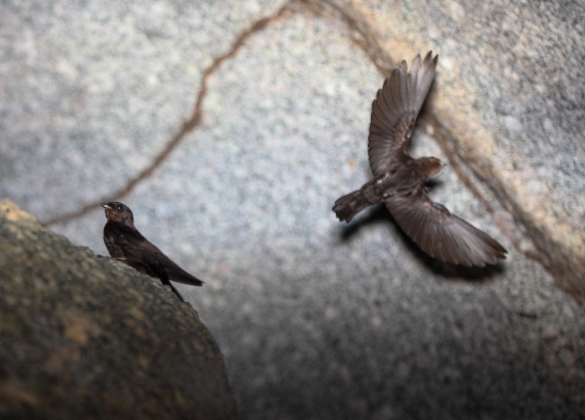 Forest Swallow - ML202781041