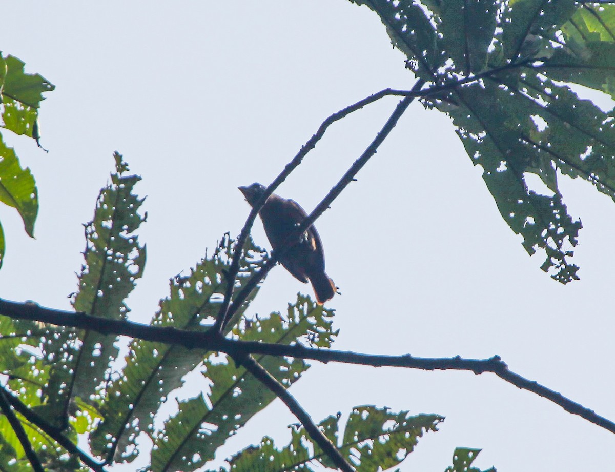 Naked-faced Barbet - ML202781061