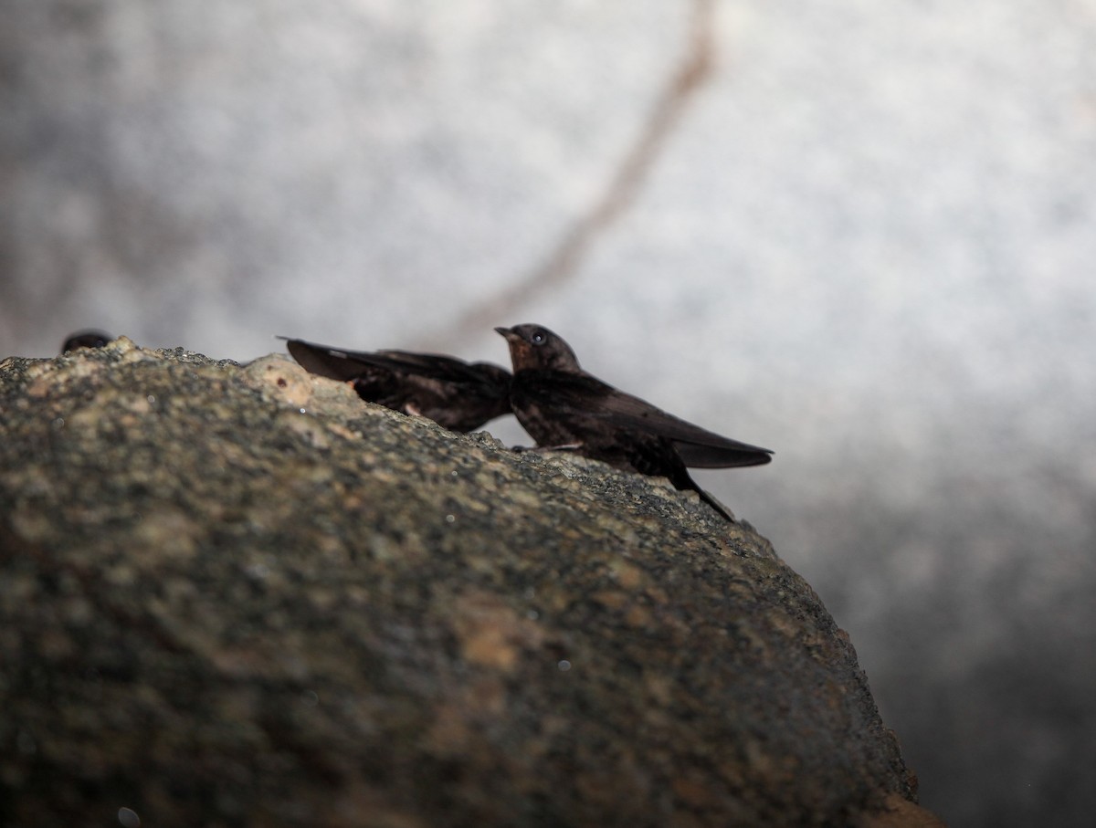 Forest Swallow - ML202781071