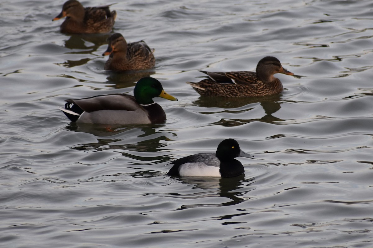 Greater Scaup - ML202782161
