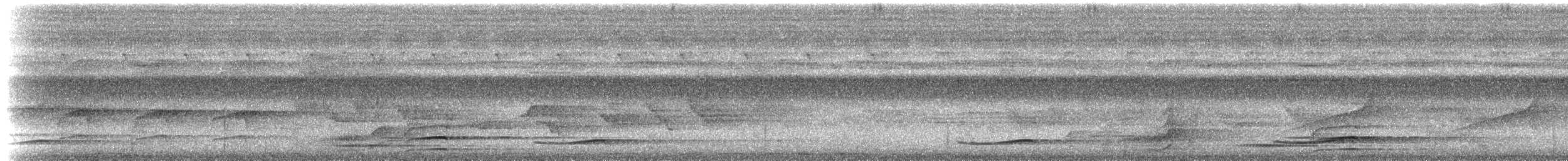 grånebbkoel (orientalis gr.) - ML202783