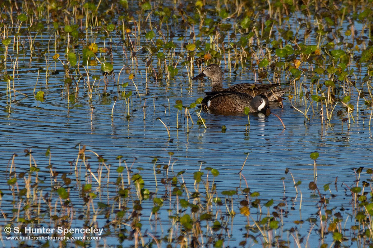 Blue-winged Teal - ML202784801