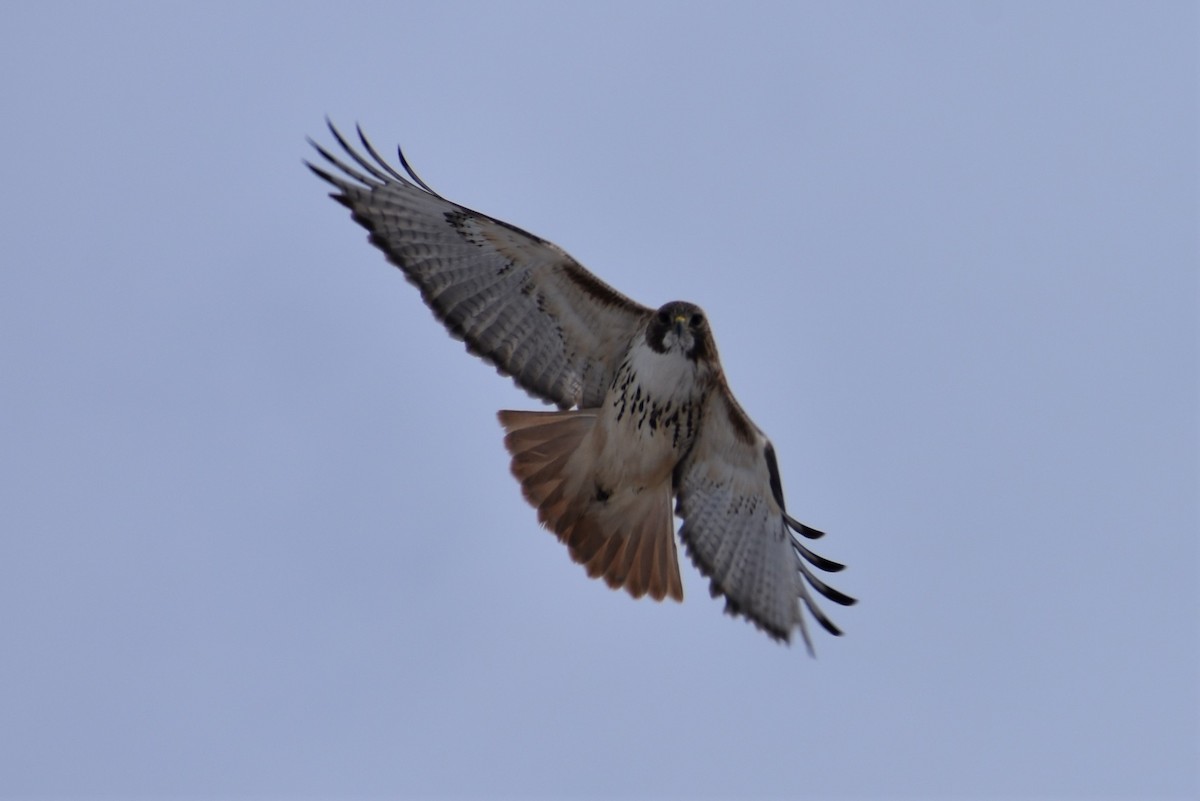 Red-tailed Hawk - Robert G. Buckert