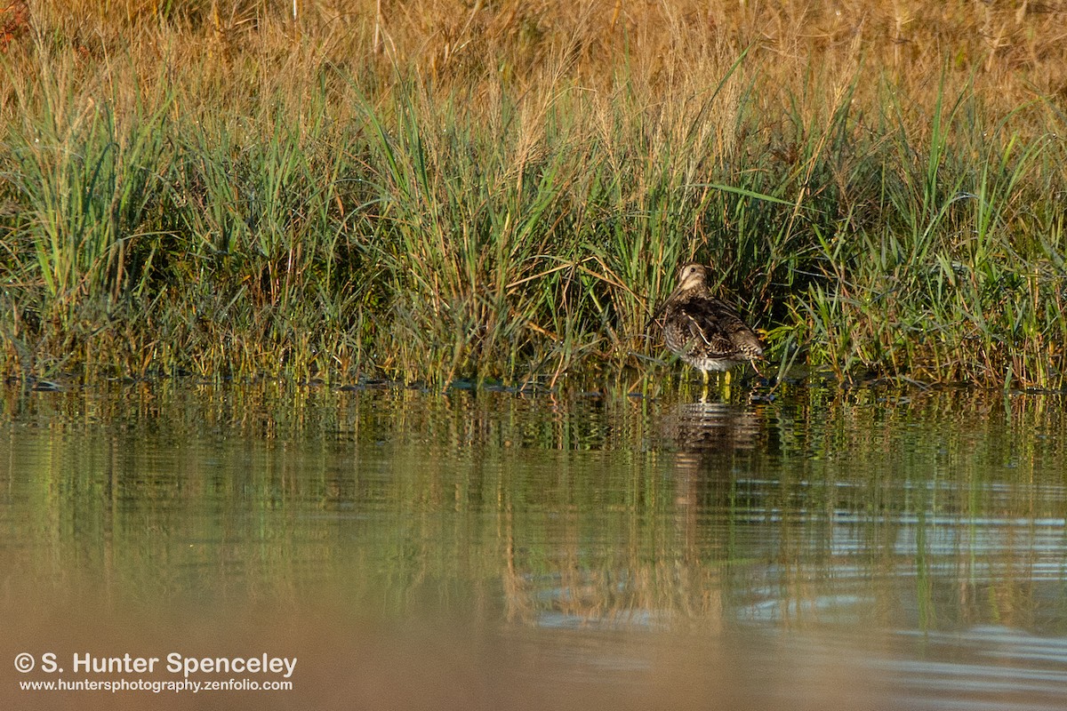 Wilson's Snipe - ML202785311