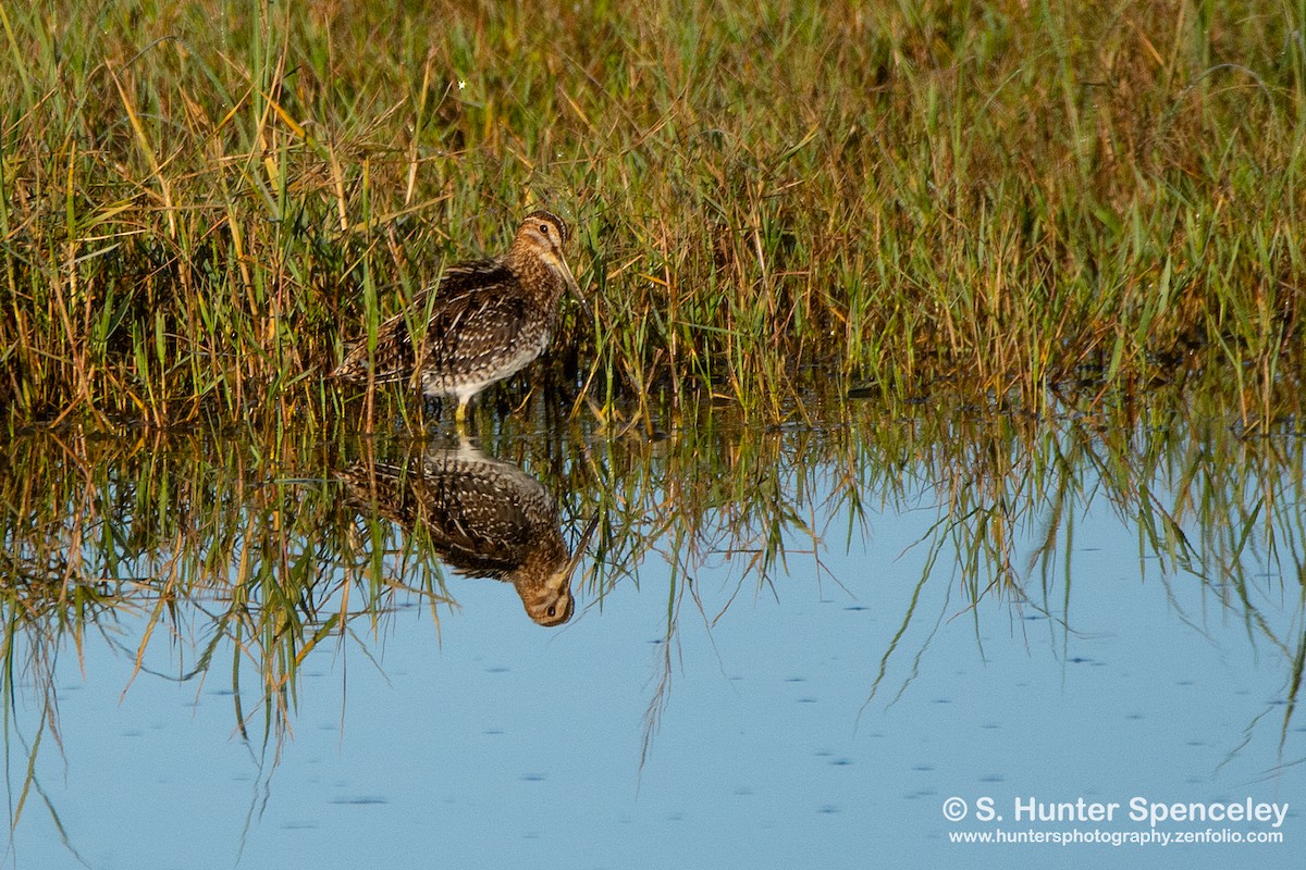 Wilson's Snipe - ML202785321